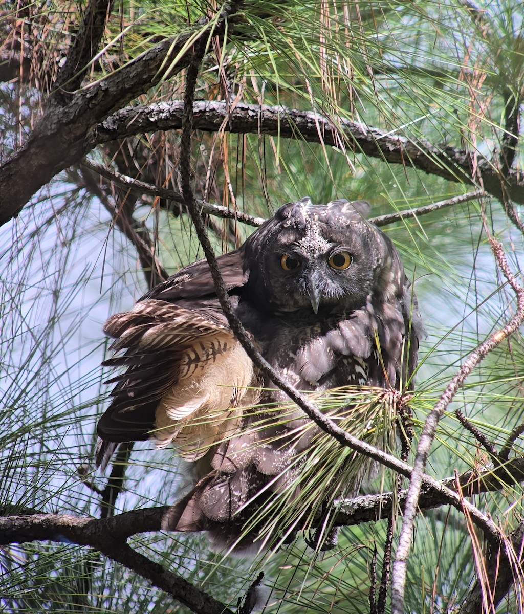 Stygian Owl - ML645022992