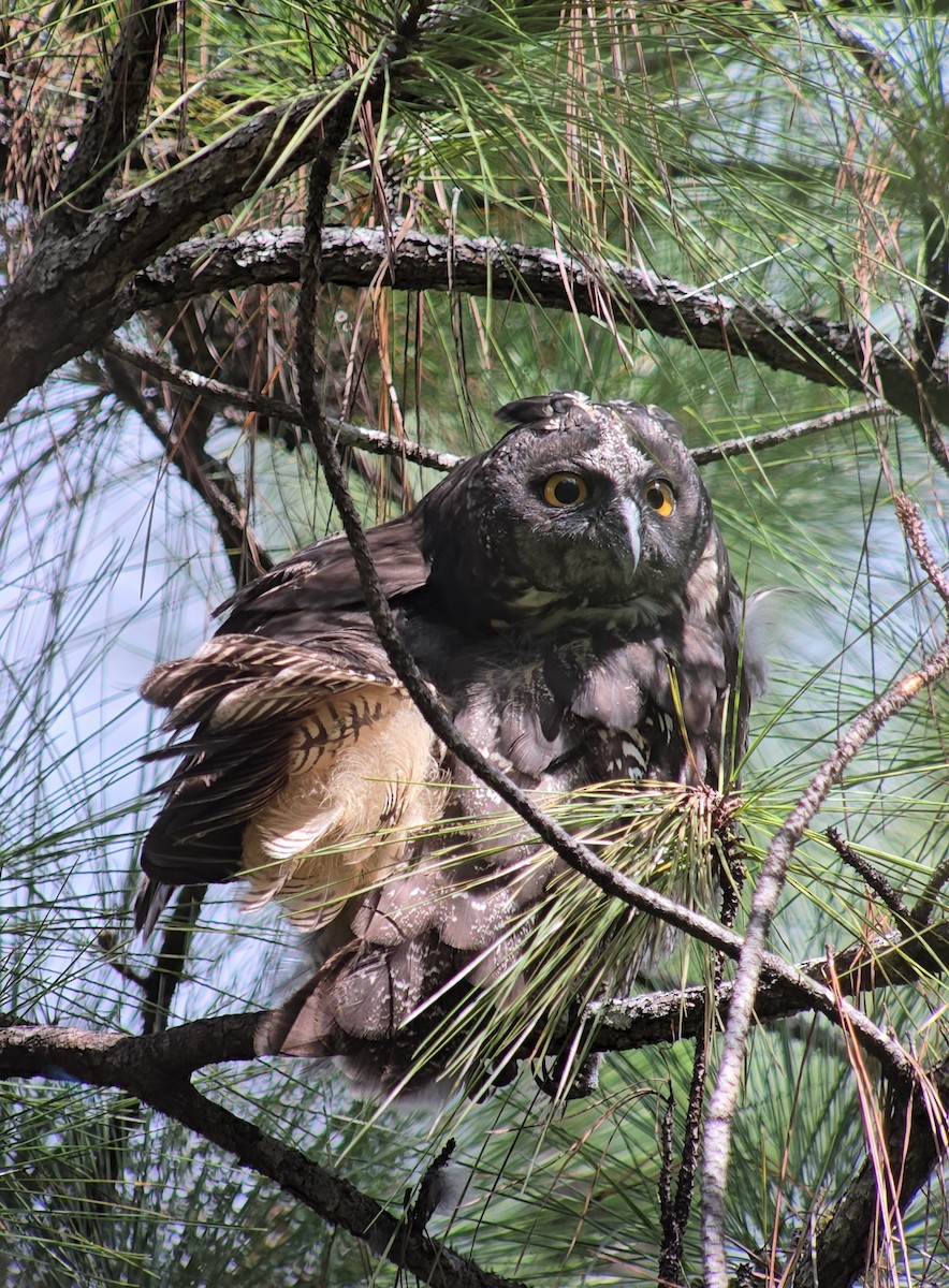 Stygian Owl - ML645022993