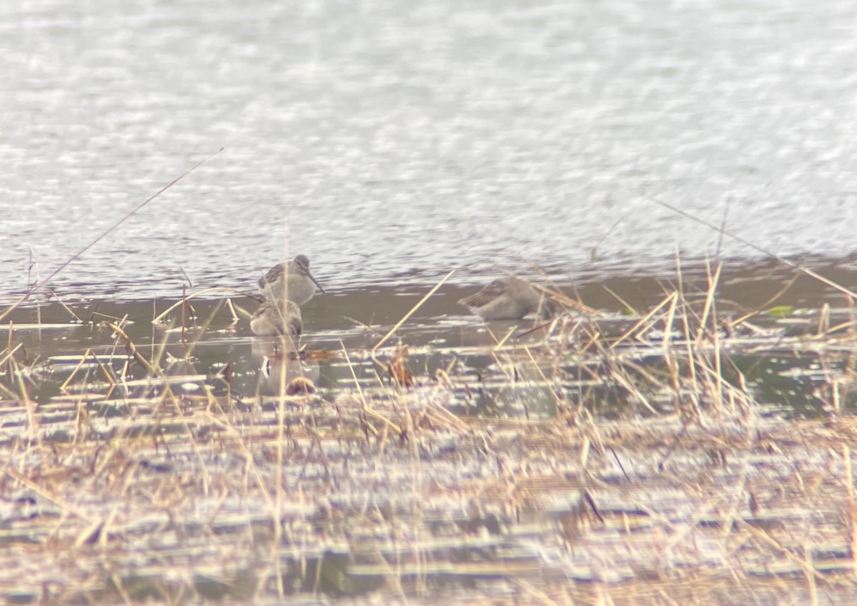 Long-billed Dowitcher - ML645022997