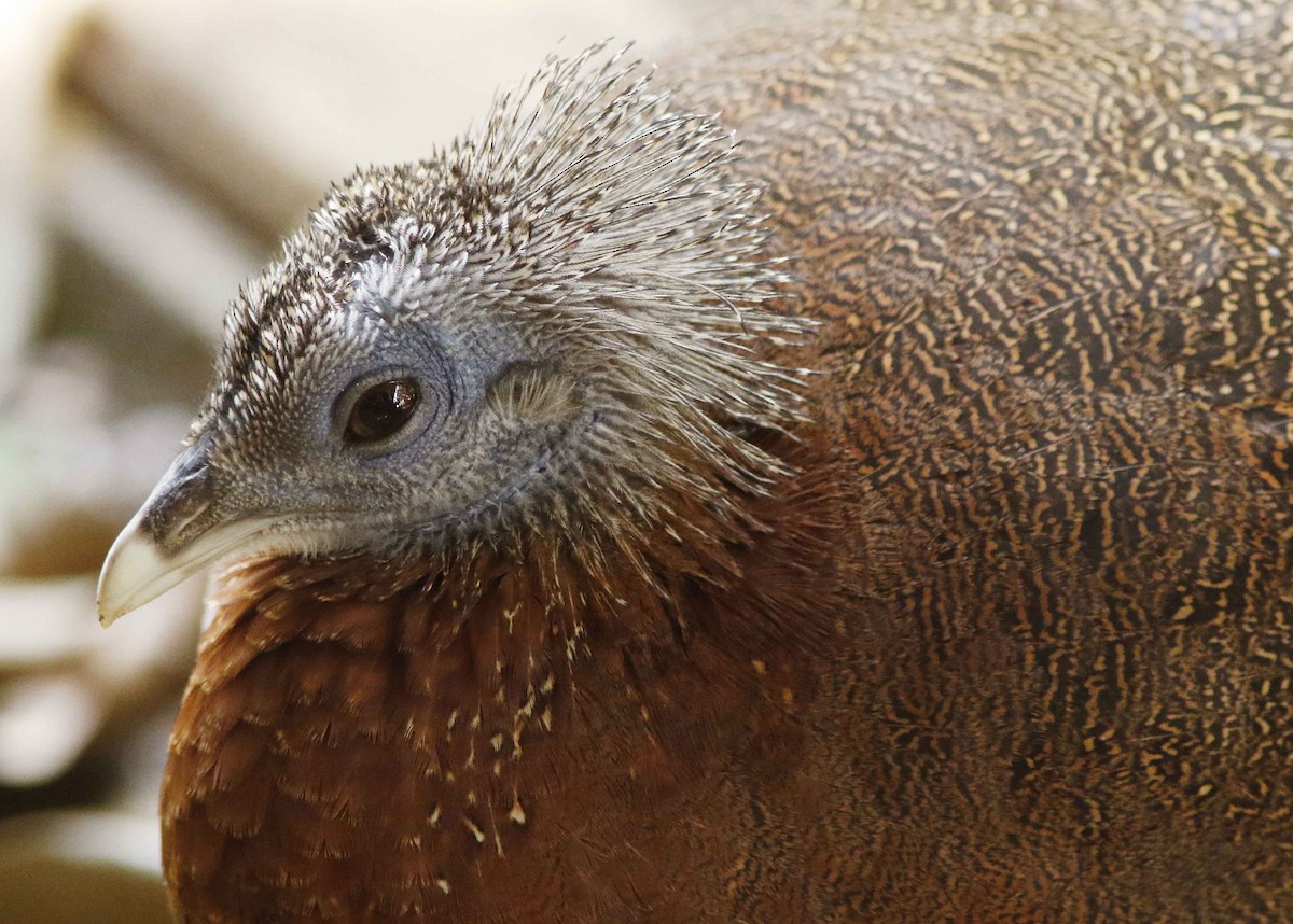 Great Argus - ML645023003