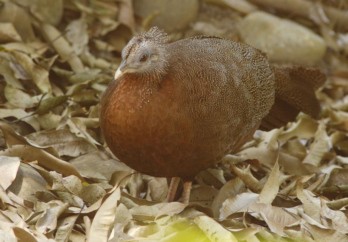 Great Argus - ML645023004