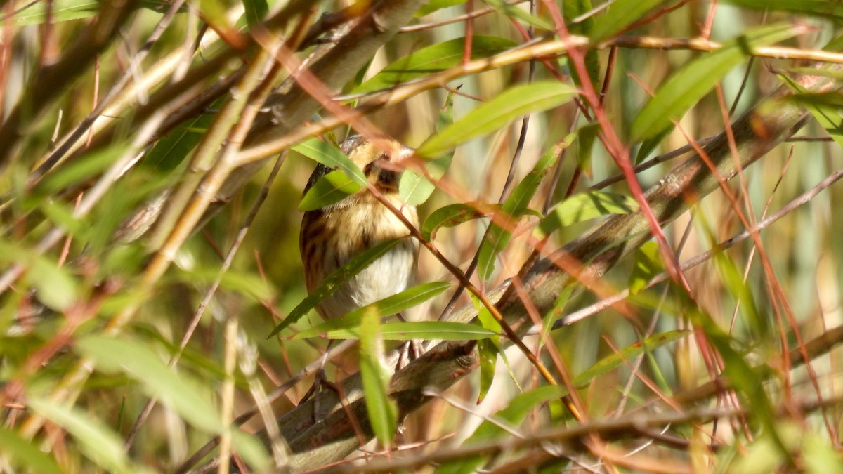 Chingolo de Nelson - ML645023012