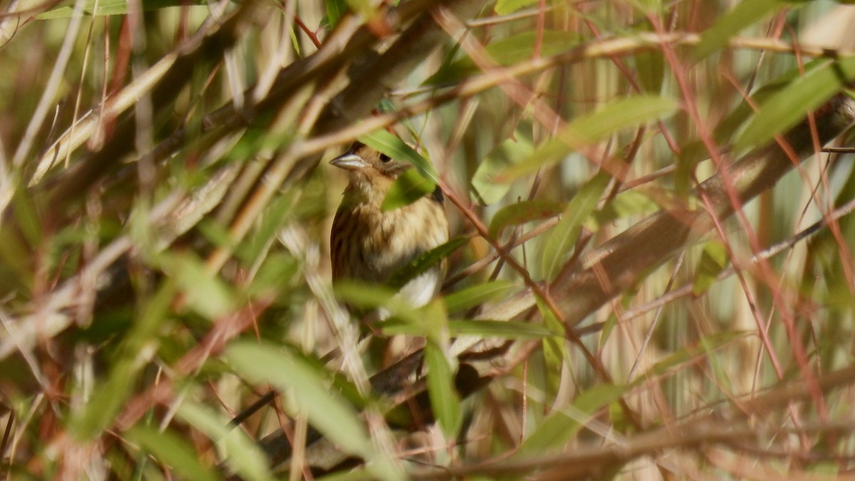 Chingolo de Nelson - ML645023013
