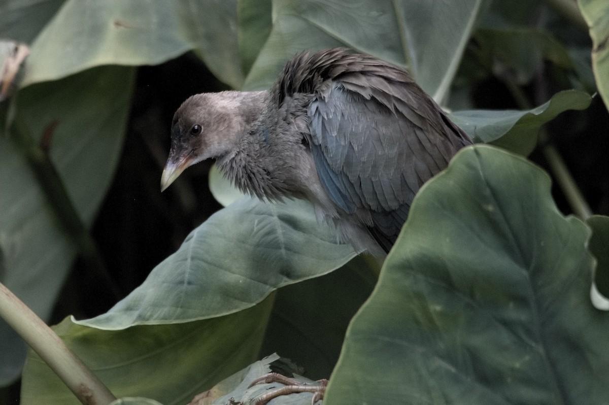 Uroilo urdin amerikarra - ML645023045