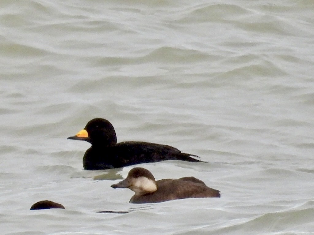 Black Scoter - ML645023054