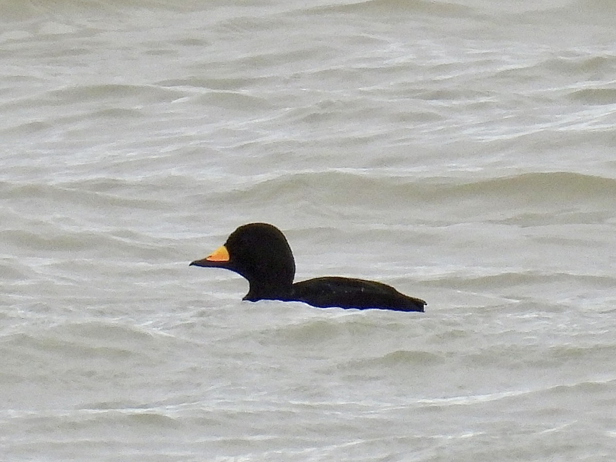 Black Scoter - ML645023055