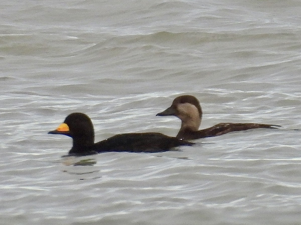 Black Scoter - ML645023056