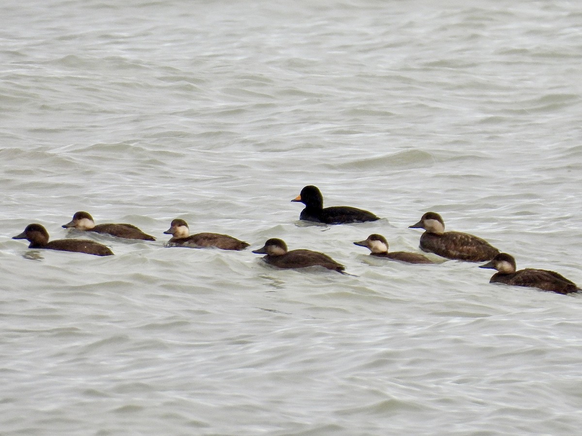 Black Scoter - ML645023057