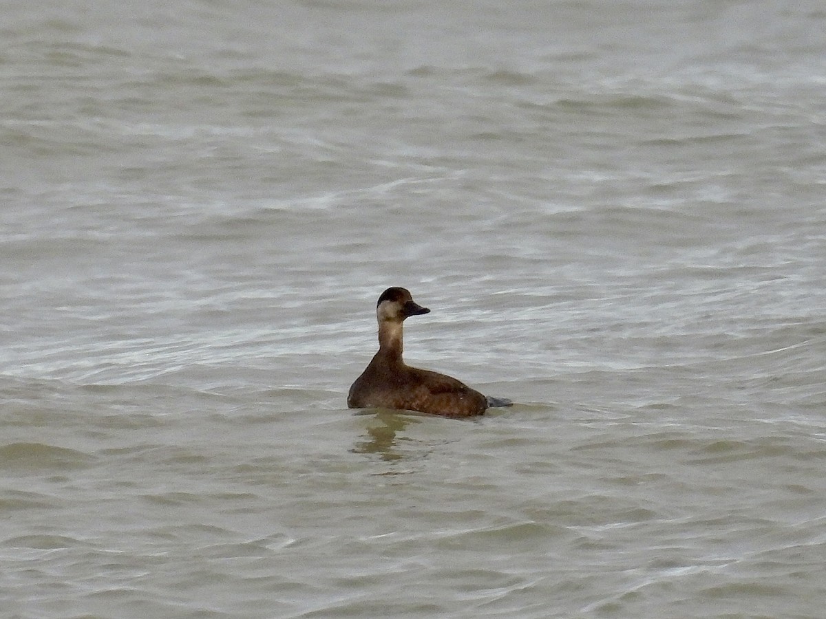 Black Scoter - ML645023058