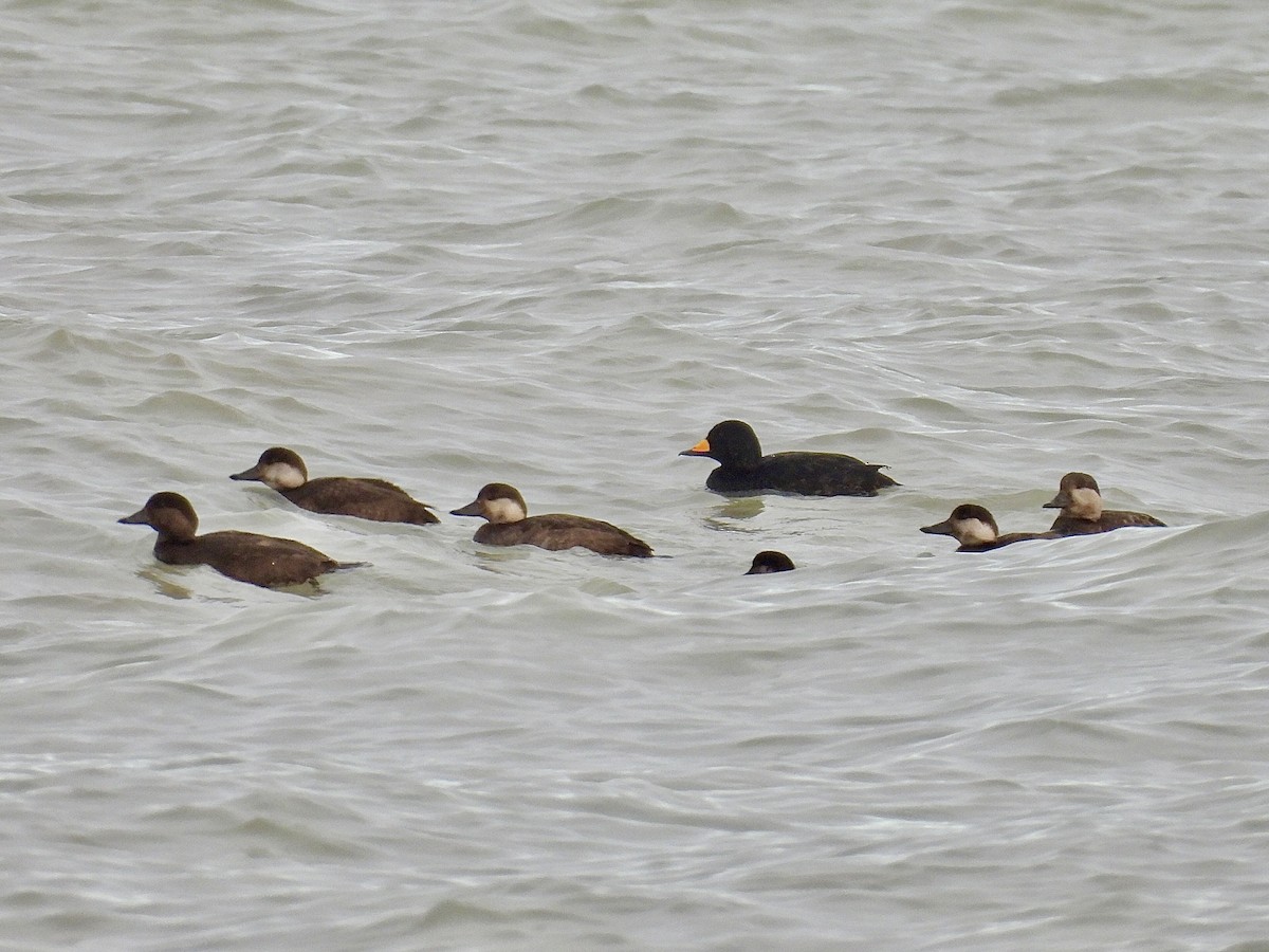 Black Scoter - ML645023059