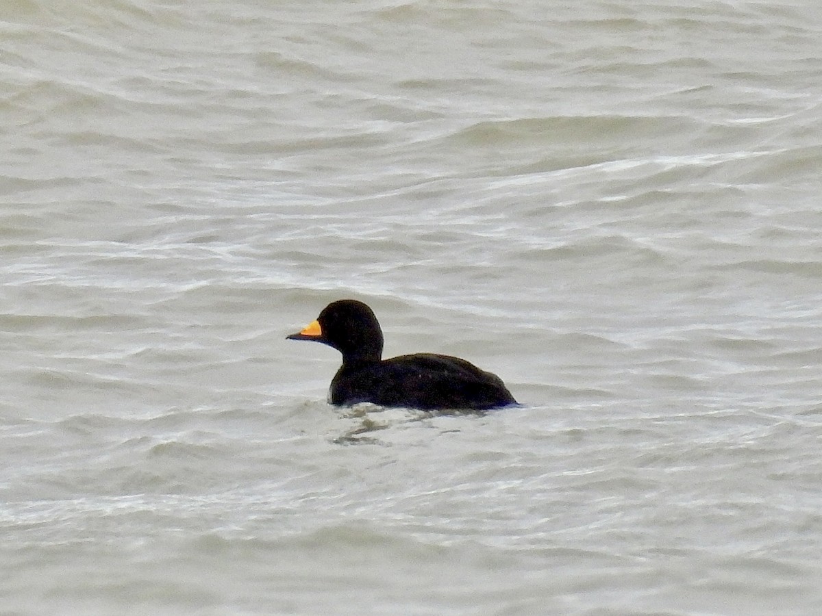 Black Scoter - ML645023060