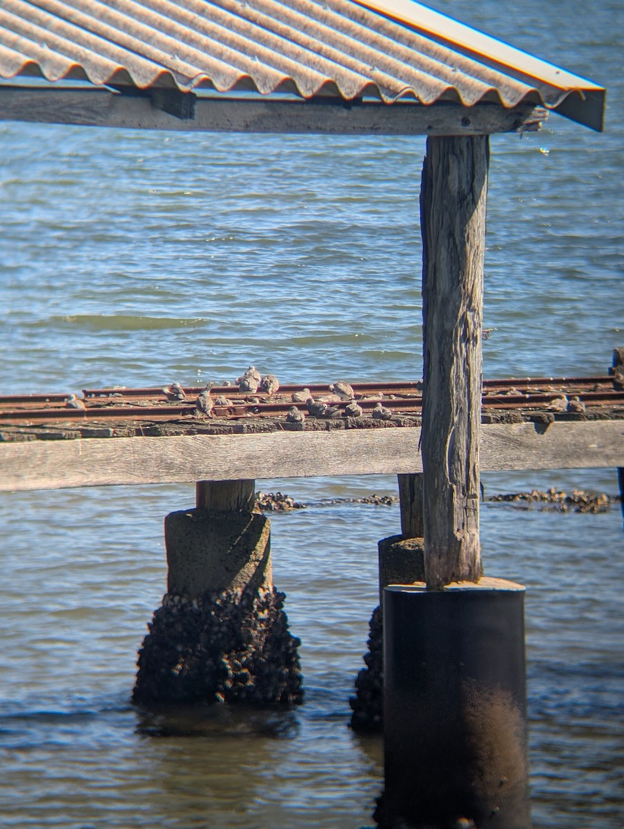 キアシシギ - ML645023069