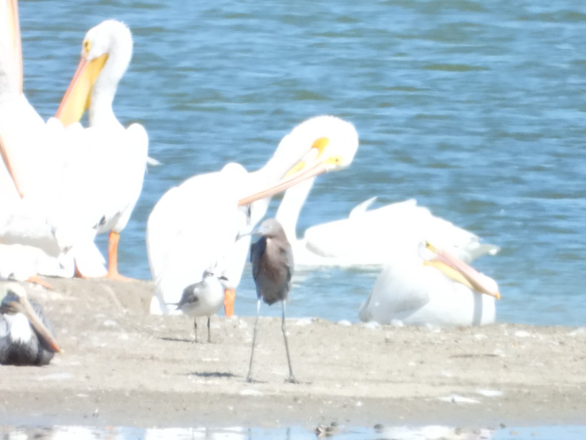 American White Pelican - ML645023075