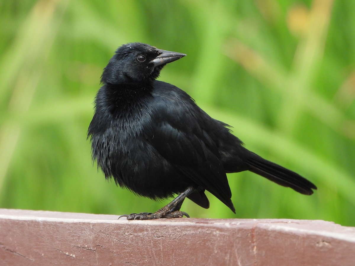 Scrub Blackbird - ML645023077