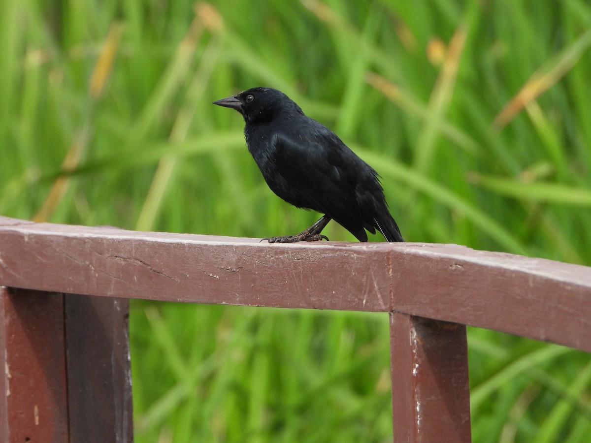 Scrub Blackbird - ML645023078