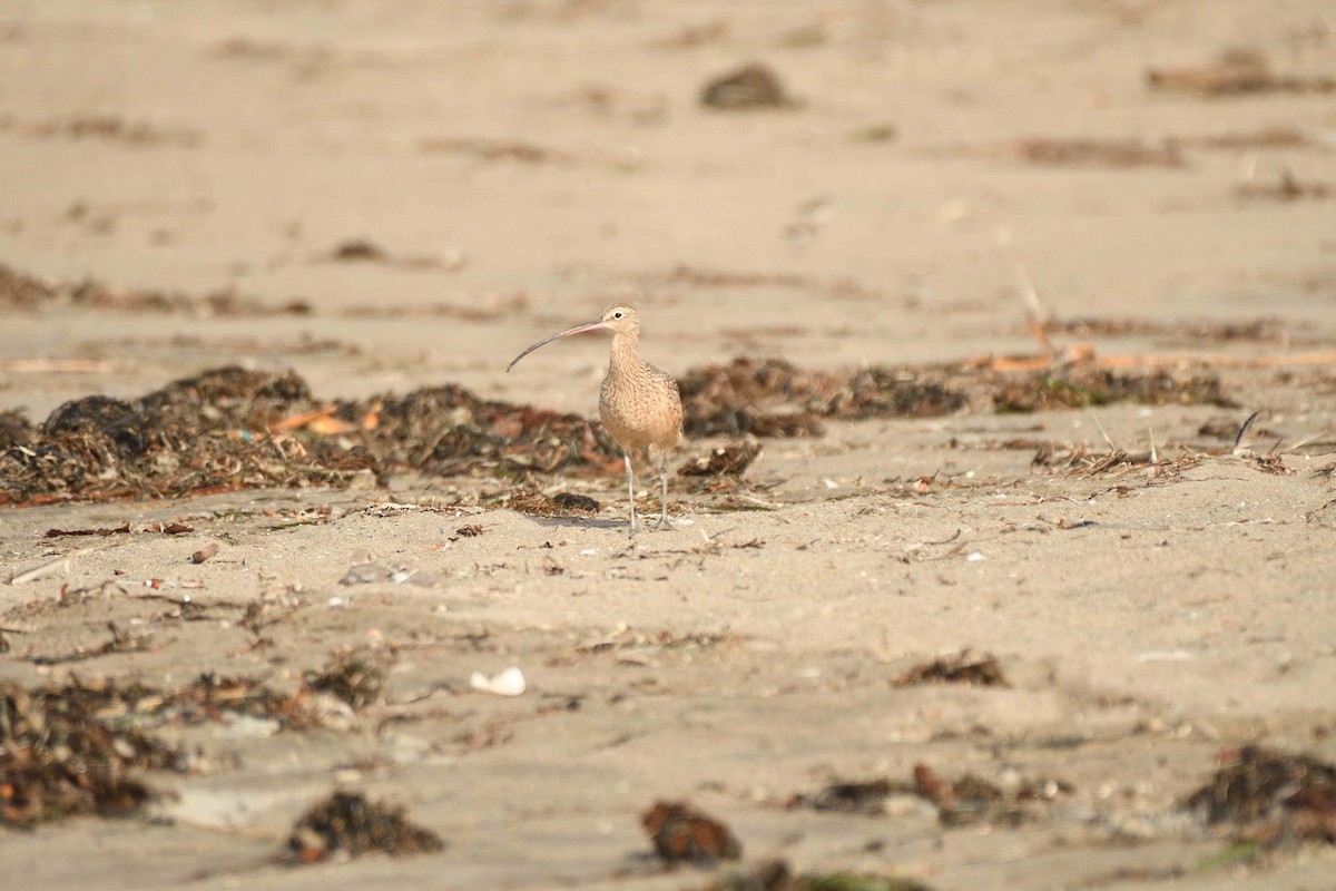 Кульон американський - ML645023090