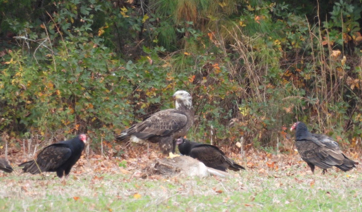 Turkey Vulture - ML645023093