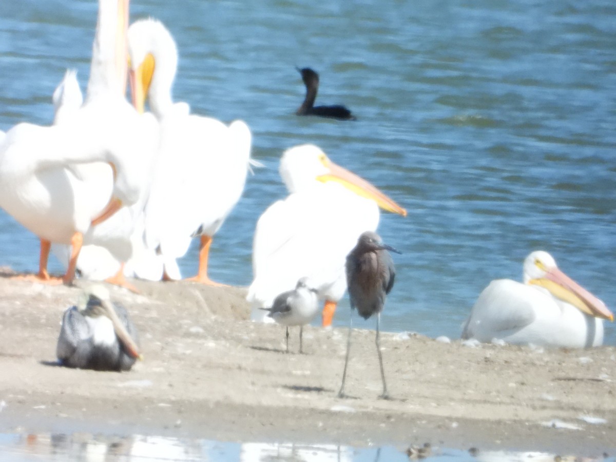 Brown Pelican - ML645023095