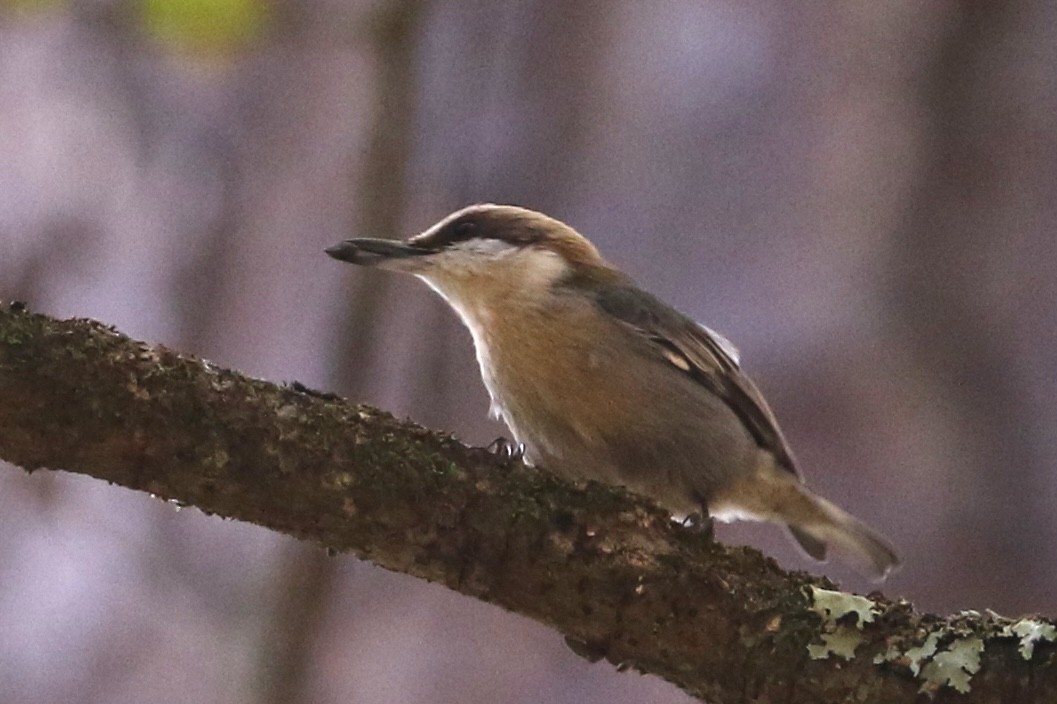 Trepador Cabecipardo - ML645023121