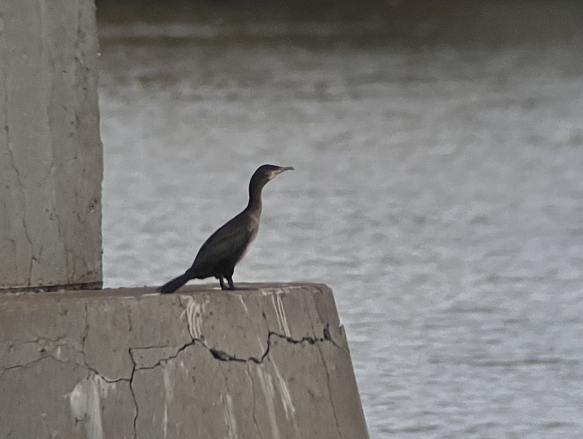 Great Cormorant - ML645023124