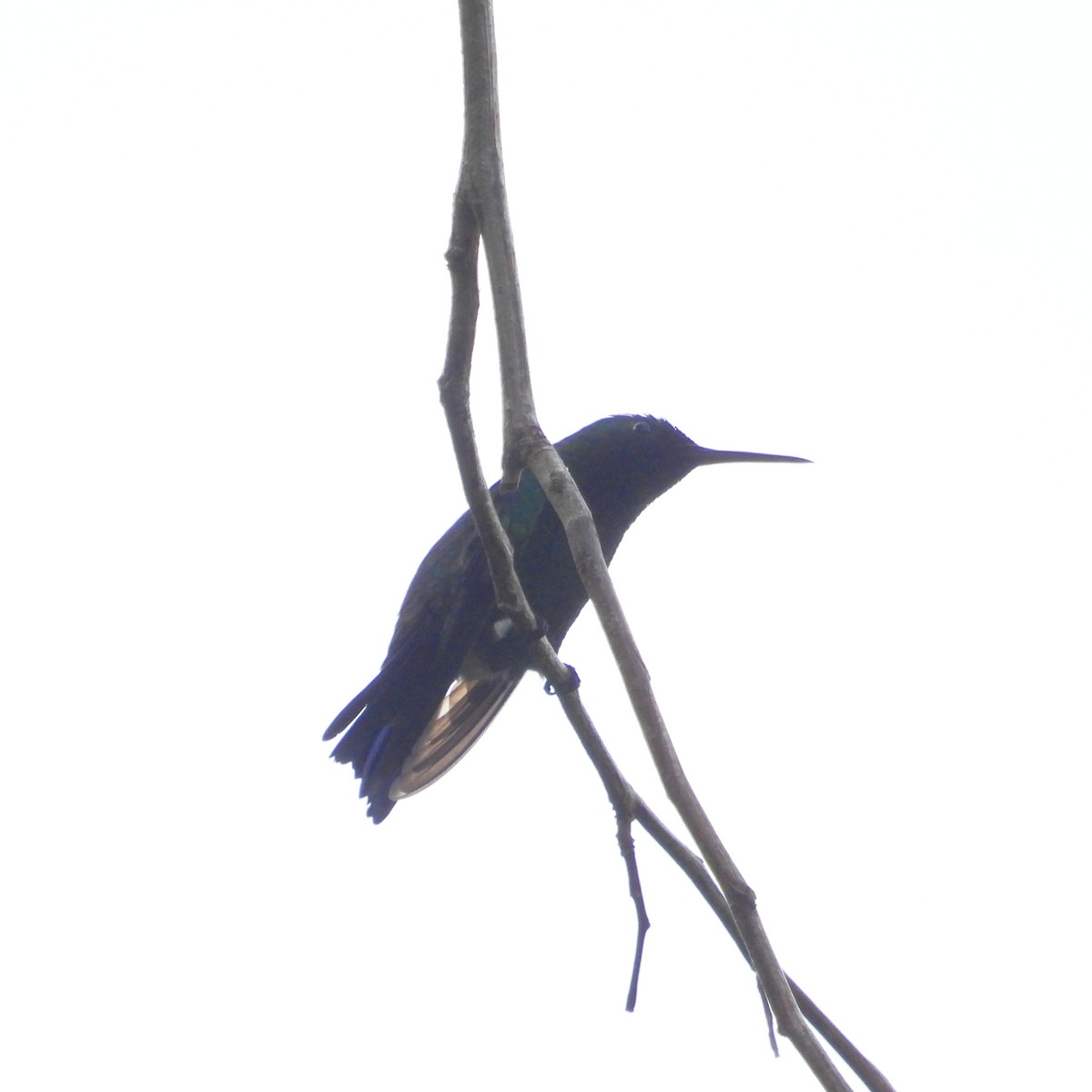 White-chinned Sapphire - ML645023125