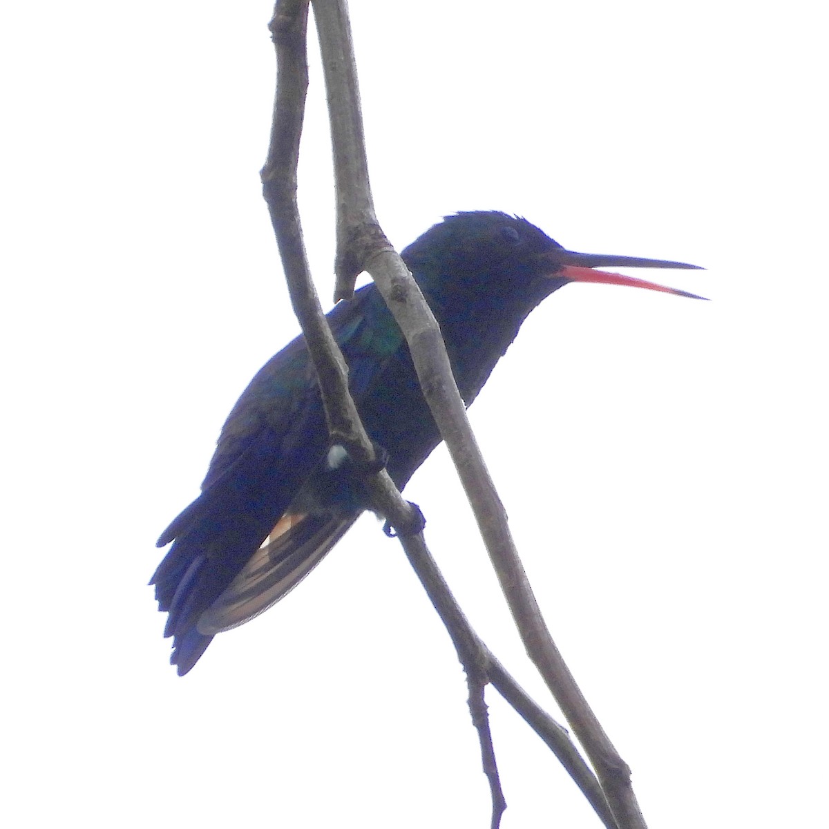 White-chinned Sapphire - ML645023126