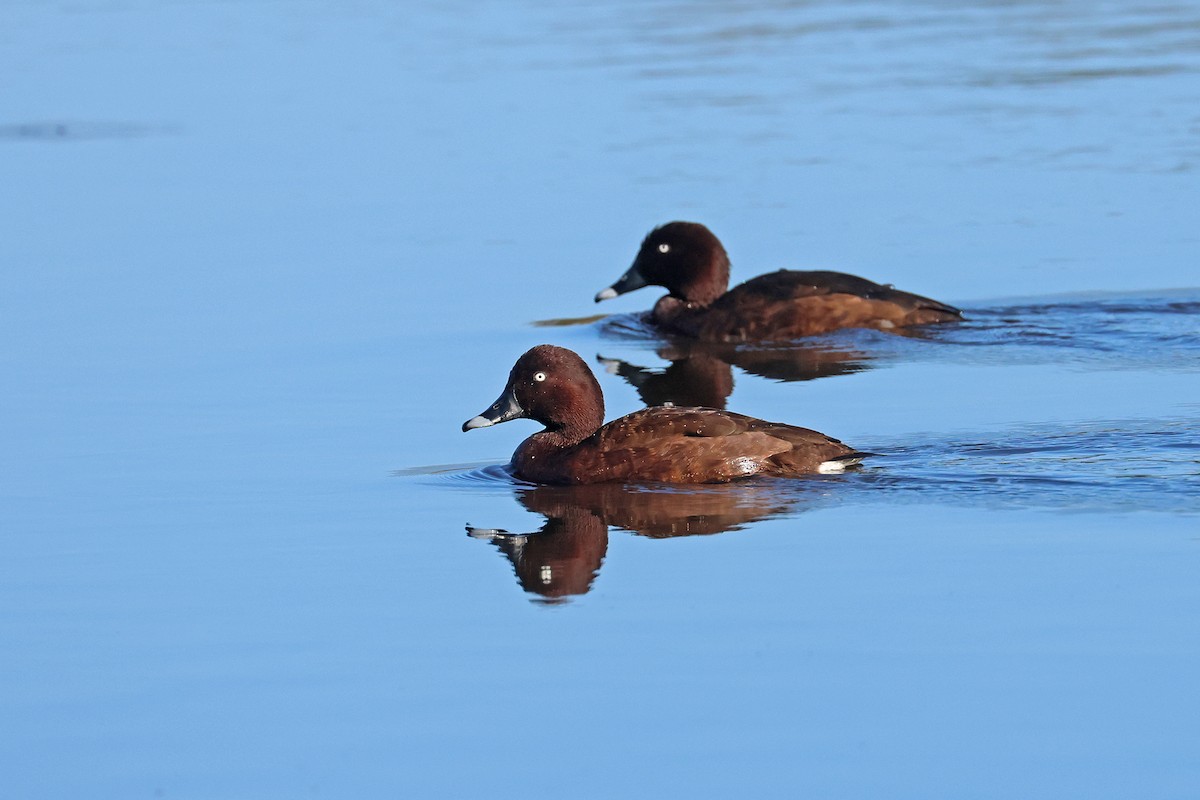 Hardhead - ML645023137