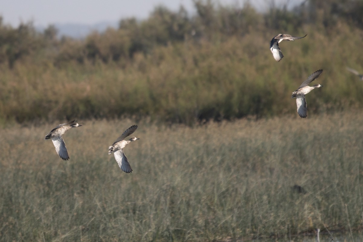 Marbled Duck - ML645023143