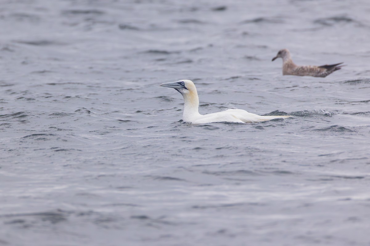 Northern Gannet - ML645023149