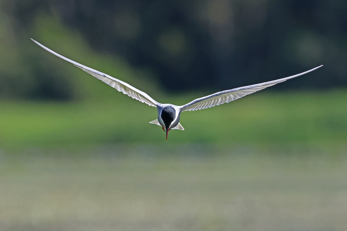 Whiskered Tern - ML645023159