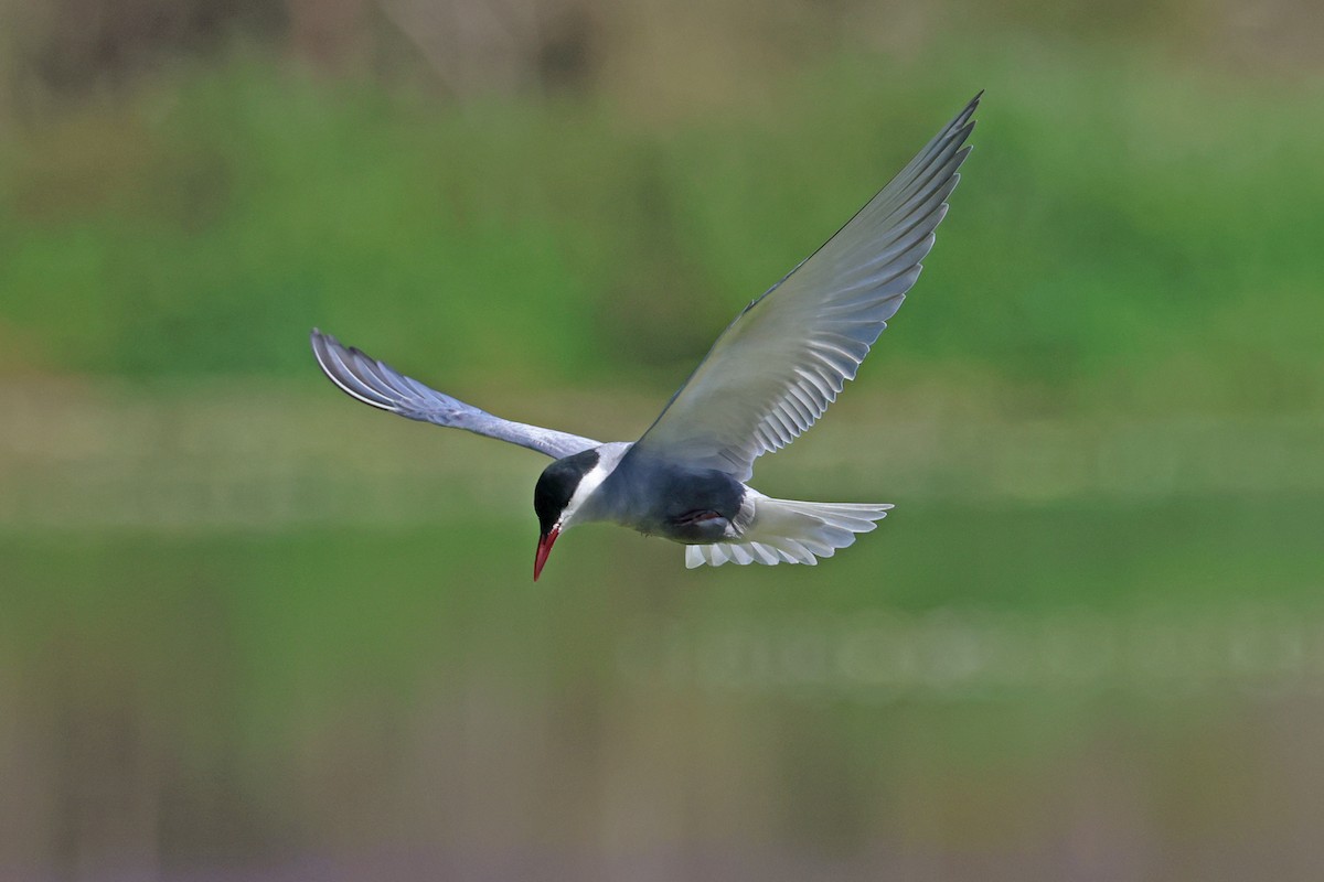Whiskered Tern - ML645023160