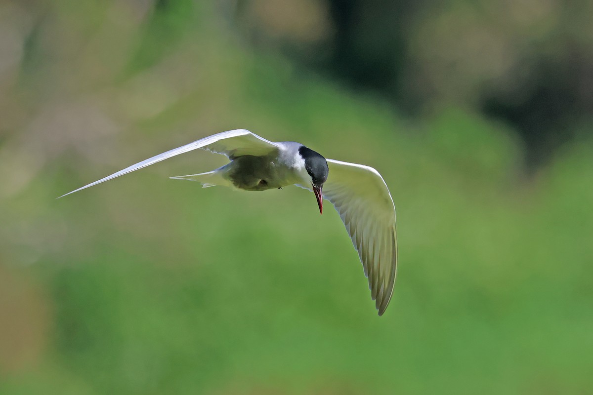 Whiskered Tern - ML645023161
