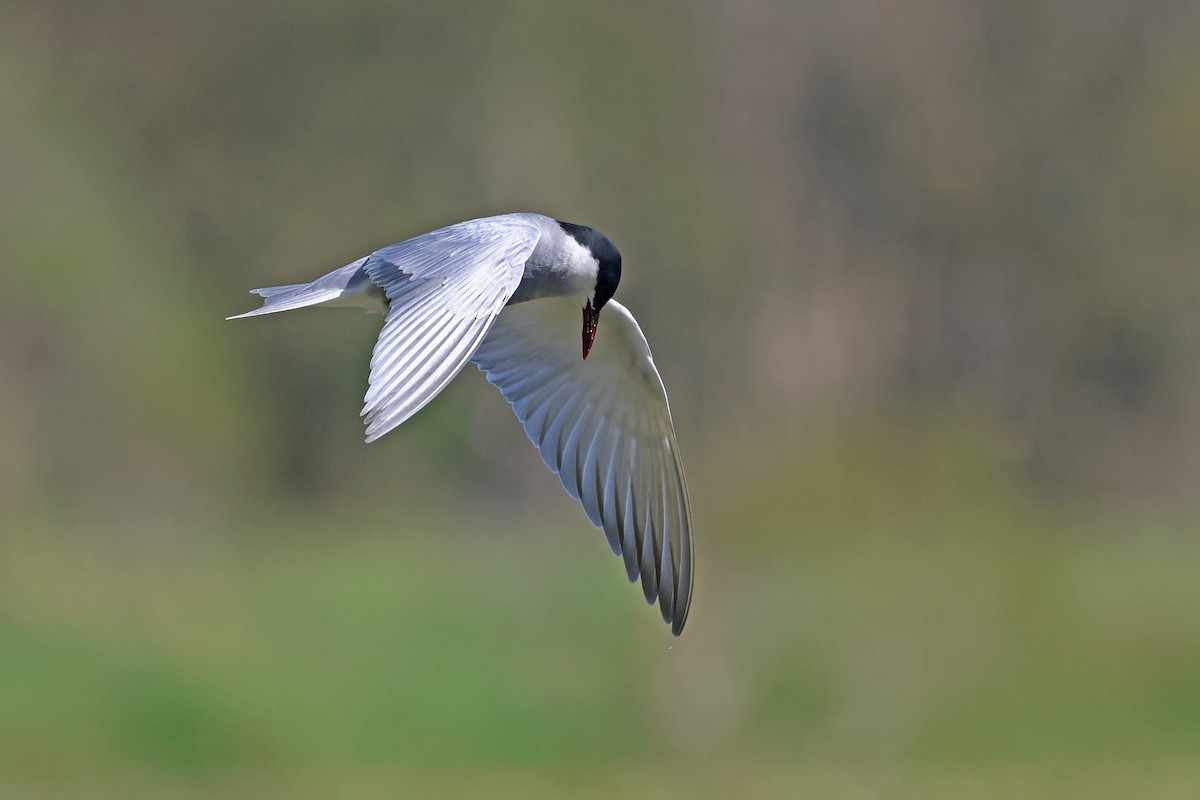 Whiskered Tern - ML645023162