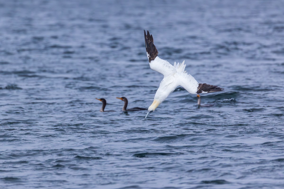 Northern Gannet - ML645023179