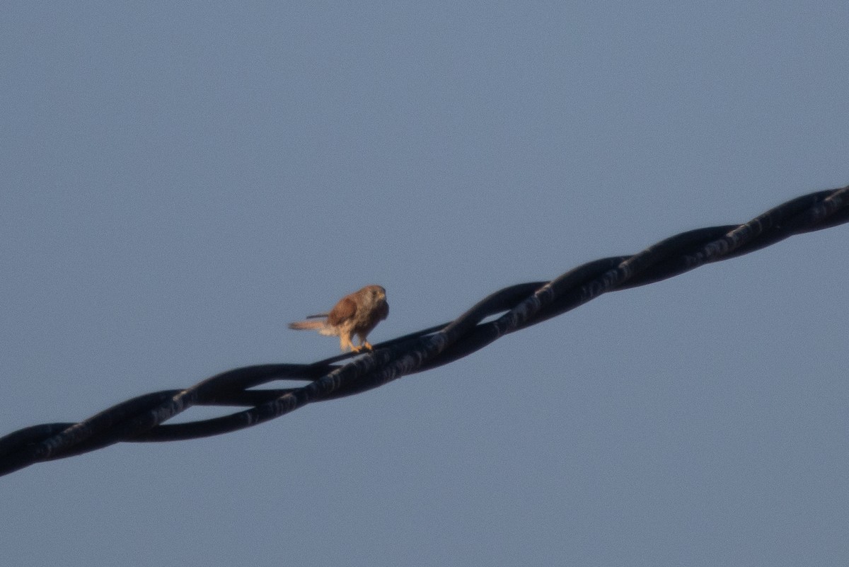 Rötelfalke - ML645023192