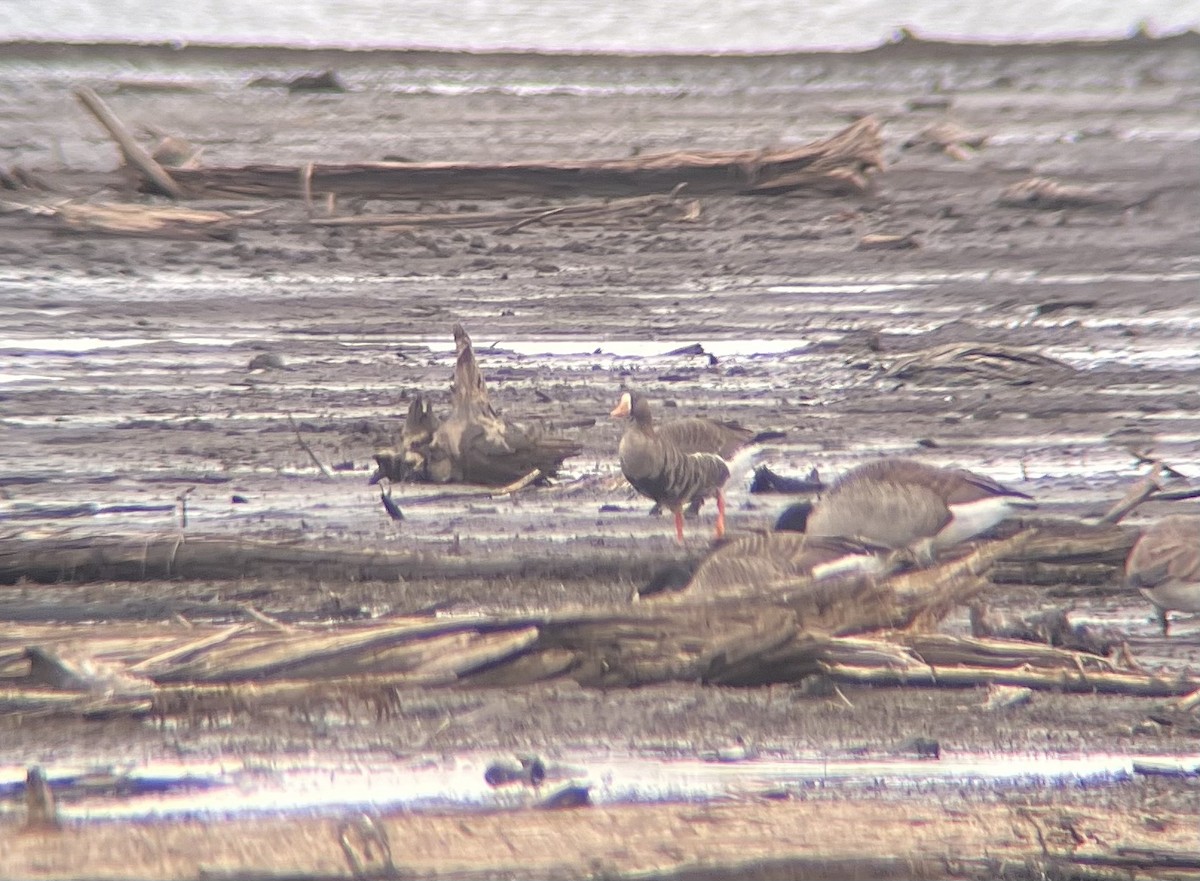 Greater White-fronted Goose - ML645023193