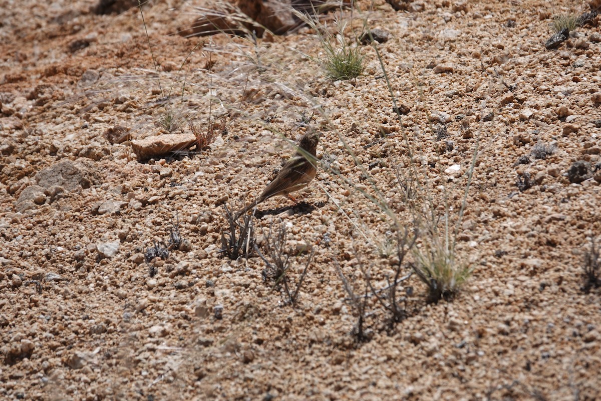 nomadespurv - ML645023194