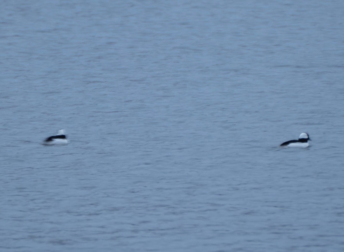 Bufflehead - ML645023197