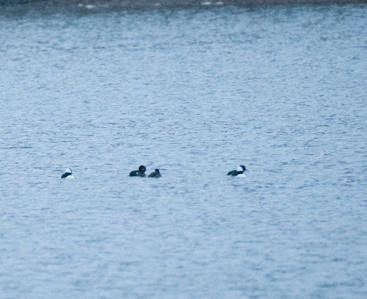 Bufflehead - ML645023198