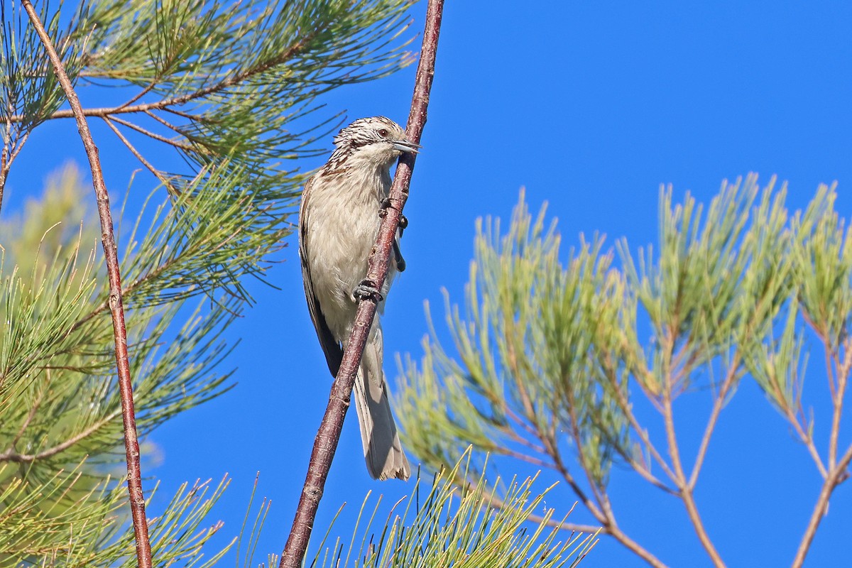 Striped Honeyeater - ML645023205