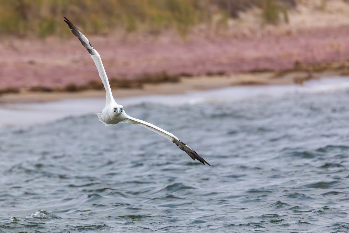 Northern Gannet - ML645023206