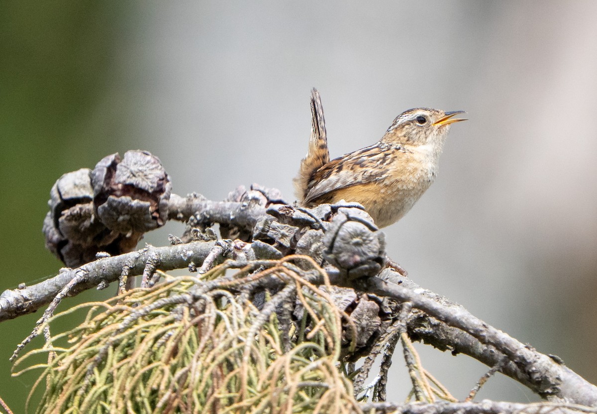 Grass Wren - ML645023215