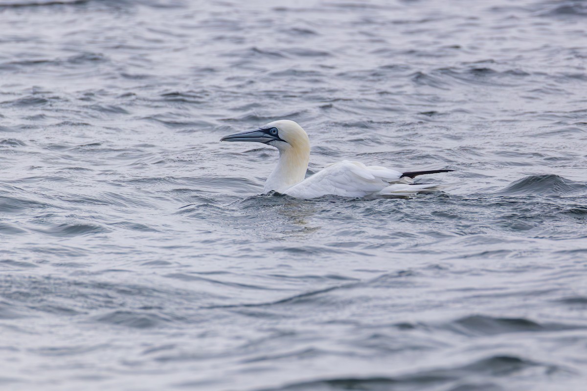 Northern Gannet - ML645023221