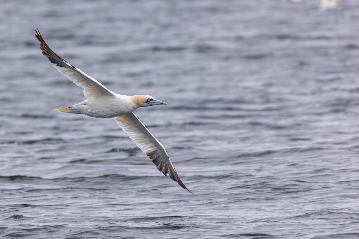 Northern Gannet - ML645023236