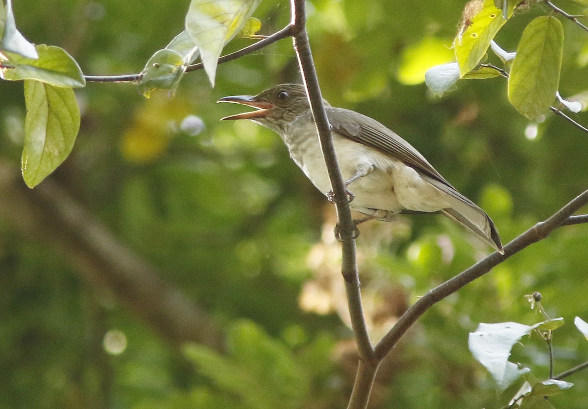 Streaked Bulbul - ML645023242