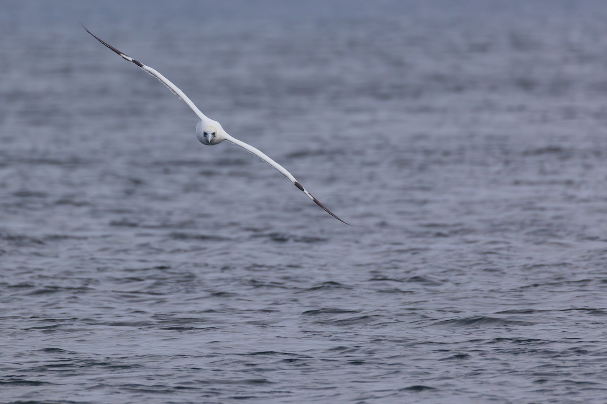 Northern Gannet - ML645023247