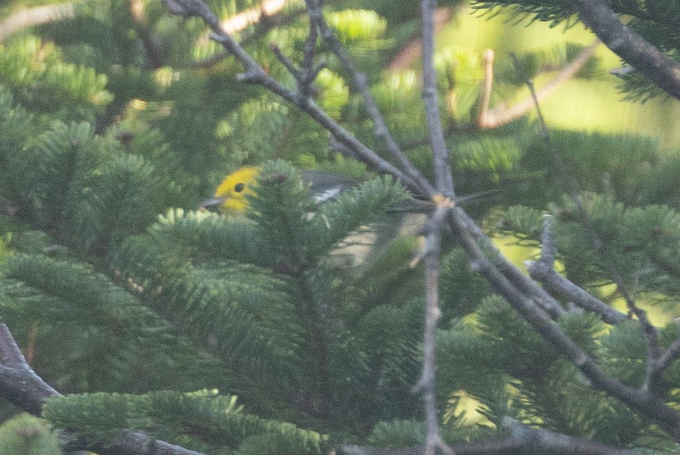 Paruline à tête jaune - ML645023248