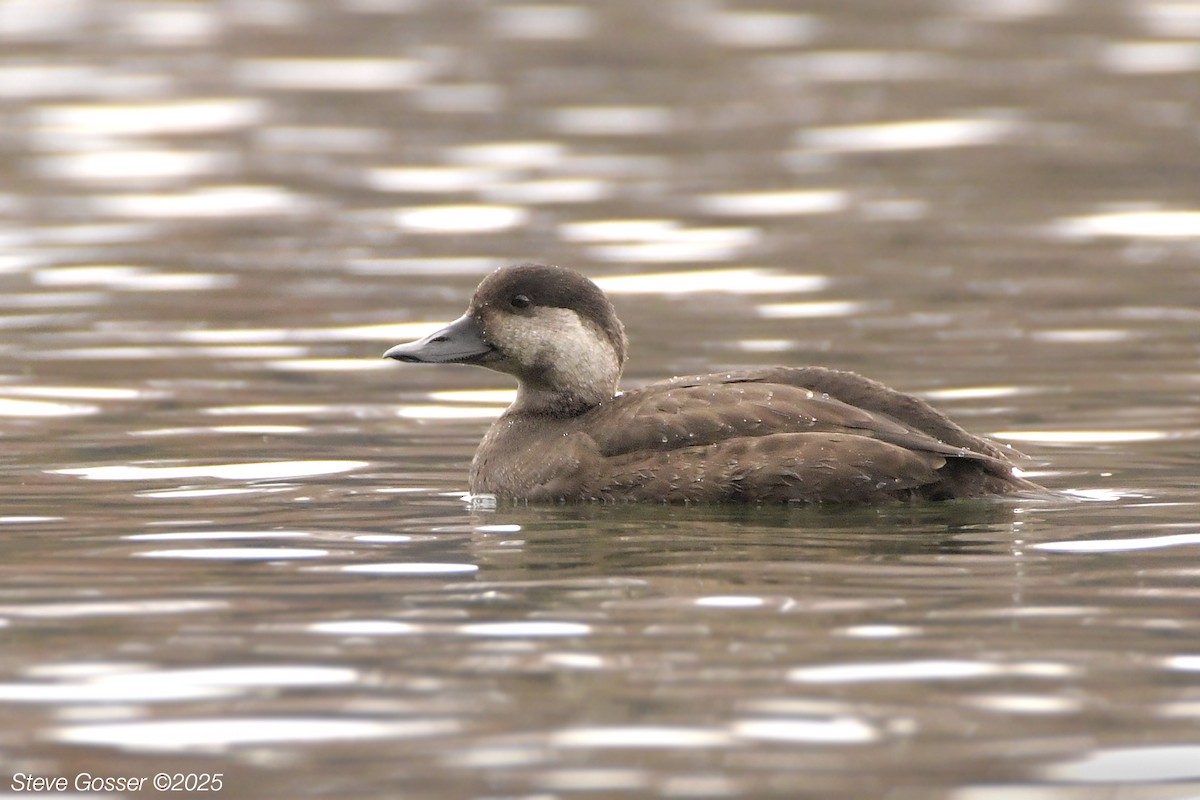 Black Scoter - ML645023254
