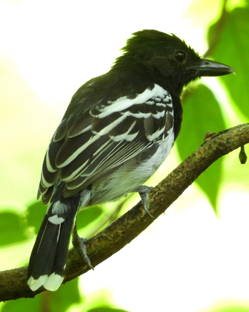Black-backed Antshrike - ML645023264