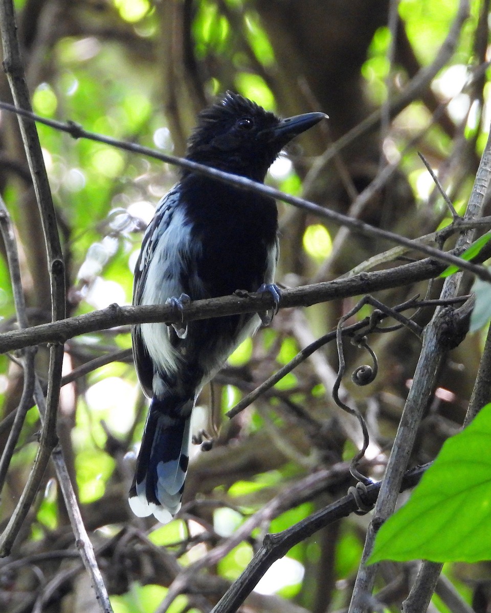 Black-backed Antshrike - ML645023265